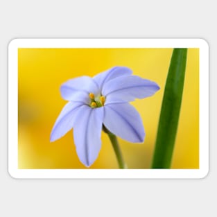 Ipheion  &#39;Rolf Fiedler&#39;  AGM  Spring starflower Sticker